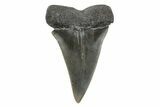 Fossil Broad-Toothed Mako Tooth - South Carolina #214561-1